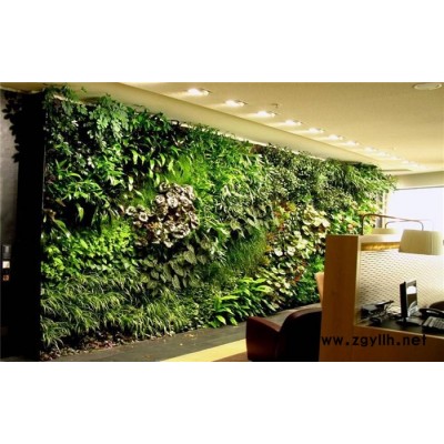 武漢綠植租賃-武漢綠植-雅淳花卉出租