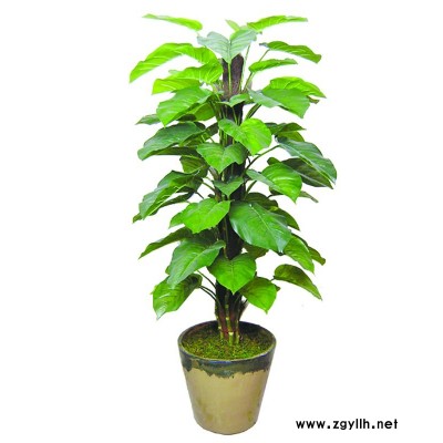 漢南綠化養(yǎng)護(hù)-雅淳花卉植物出租-園林綠化養(yǎng)護(hù)