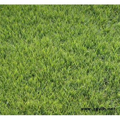 馬尼拉-安寧銘巖草坪基地-馬尼拉批發基地