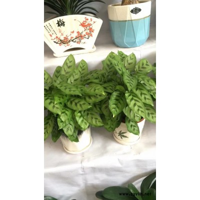 寫字樓植物出租-武漢植物出租-美靜園藝花卉出租設計(查看)