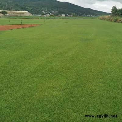 富民百慕大草坪-百慕大草坪報價-安寧建勇草坪(推薦商家)