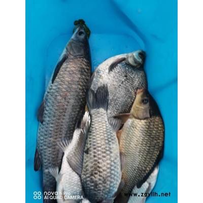 釣魚王漁具廠家-釣魚王巨草