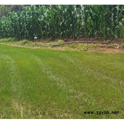 園林草坪采購-園林草坪-安寧銘巖草坪批發