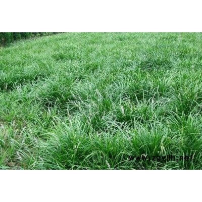 大葉麥冬草廠家-圣茂麥冬草-湖北麥冬草