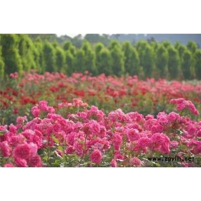 阜陽(yáng)豐花月季價(jià)格-月季基地(在線咨詢)-常州豐花月季價(jià)格