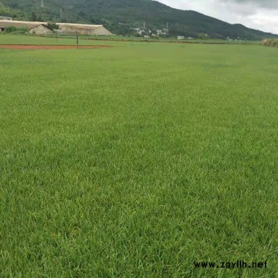 綠化草坪出售-綠化草坪-建勇真草坪基地質量好