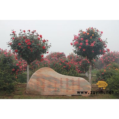 樹狀月季苗-河南月季基地-南陽(yáng)樹狀月季苗