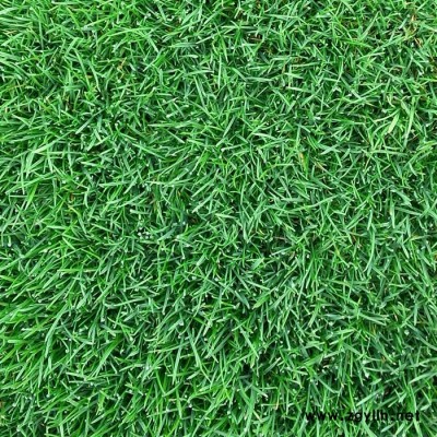 四季青草-安寧建勇真草坪價格低-四季青草價格