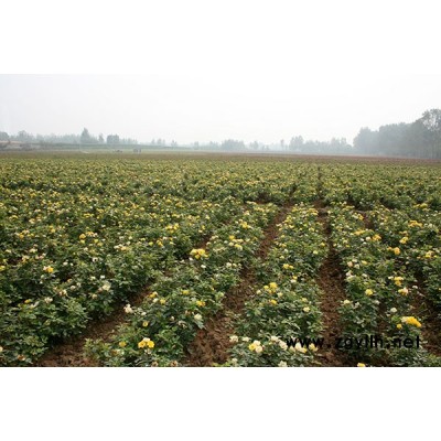 樹狀月季哪家好-樹狀月季-月季基地供應(yīng)月季樹(查看)