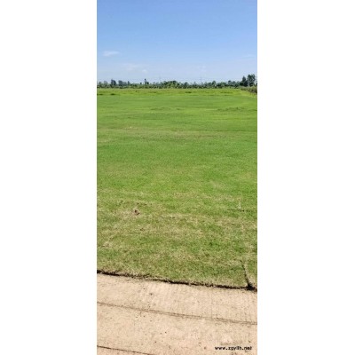 武漢綠化養(yǎng)護(hù)-武漢雅淳花卉(圖)