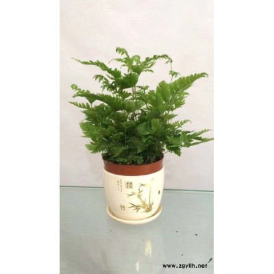 武漢綠植出租-美靜園藝花卉出租設計(圖)