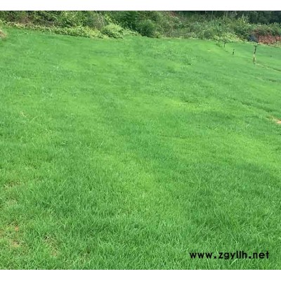 剪股穎草坪供應(yīng)商-安寧銘巖草坪價(jià)格-昭通剪股穎草坪