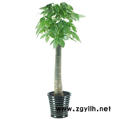 武漢綠植出售-武漢綠植-武漢雅淳花卉