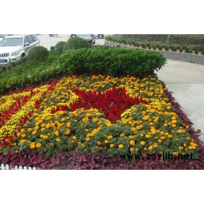 寫(xiě)字樓花卉出租-武漢花卉-武漢雅淳花卉