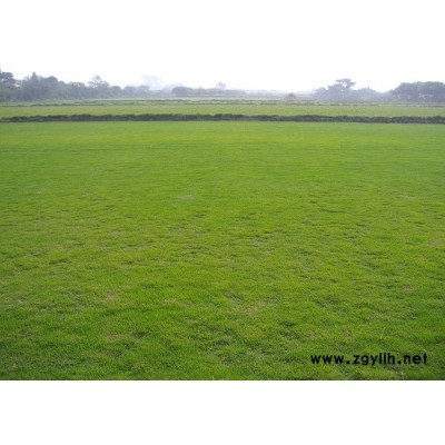 綠化草坪報價-綠化草坪-昆明建勇真草坪批發