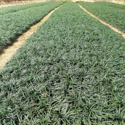 盆栽細(xì)葉麥冬草種植基地 小區(qū)細(xì)葉麥冬草報價 盆栽細(xì)葉麥冬草