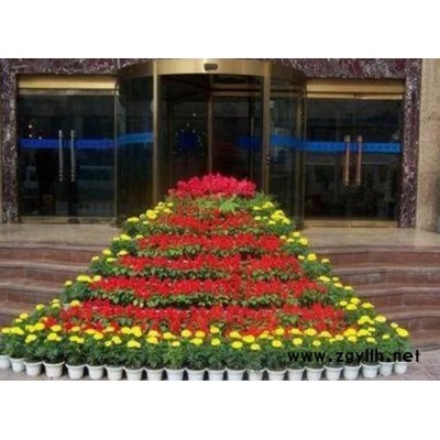 辦公室花卉出租-江岸花卉出租-武漢雅淳花卉