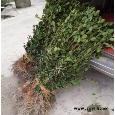 宜賓油茶樹苗-高產油茶苗圃基地