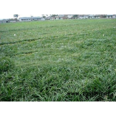 偃師金邊麥冬草-圣茂麥冬草種植基地-金邊麥冬草