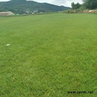 昆明混播草坪-混播草坪基地-安寧建勇草坪(推薦商家)