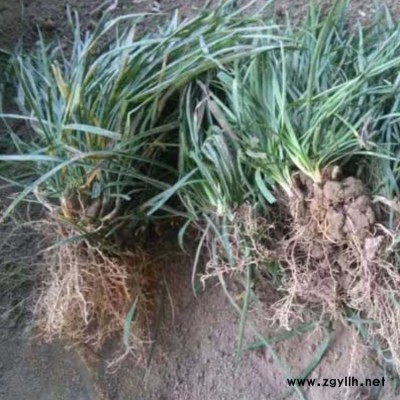 寬葉狗尾草栽植密度 綠化狗尾草的形態(tài)特征 廣東狗尾草規(guī)格