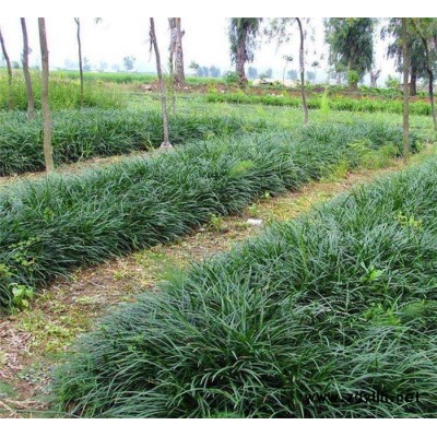 圣茂麥冬草種植基地-金邊麥冬草種植基地-三門峽金邊麥冬草