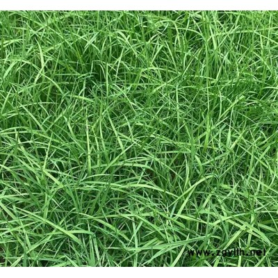 剪股穎草坪哪里賣-紅河剪股穎草坪-安寧銘巖草坪基地(查看)