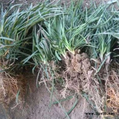 園林日本麥冬草產地直銷 北京日本麥冬草產地 李斌麥冬草