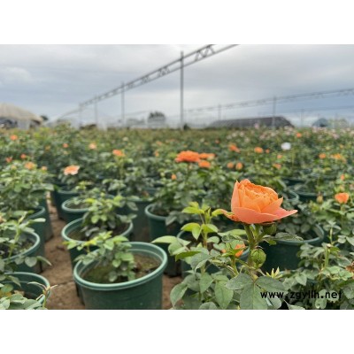 批發(fā)月季基地(圖)-購買大花月季哪家好-天津大花月季哪家好