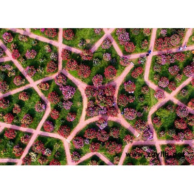 南陽月季基地月季品種(圖)-大樹月季樹花-三門峽大樹月季