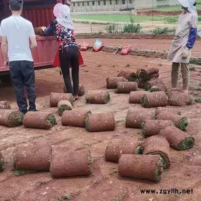 帶泥土草坪基地-安寧建勇草坪(在線咨詢)-個舊帶泥土草坪