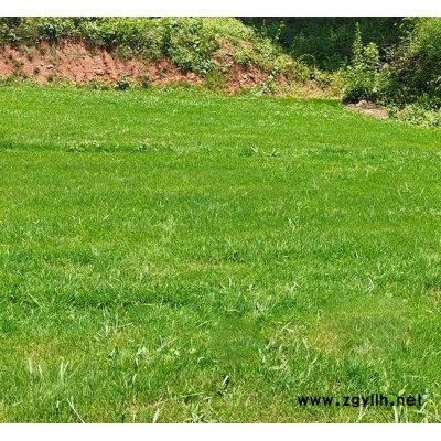 昭通四季青-四季青多少錢-安寧銘巖草坪(推薦商家)