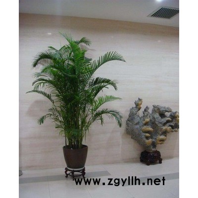 物業綠化養護-漢陽綠化養護-雅淳花卉綠植租用