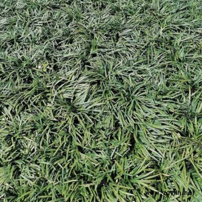 小區綠化細葉麥冬種植基地 李斌麥冬草 細葉麥冬基地