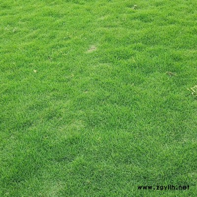 四季青草多少錢一平方-昆明建勇真草坪批發-個舊四季青草