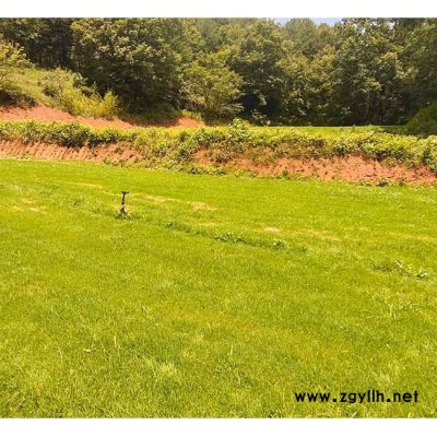 四季青草坪多少錢一平米-臨滄四季青草坪-安寧銘巖草坪種植園