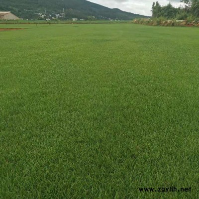 草坪基地費用-楚雄草坪基地-安寧建勇真草坪價格低(查看)
