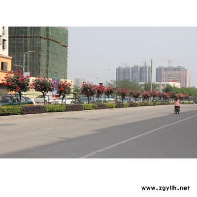 月季基地 河南5公分樹狀月季基地 南陽5公分樹狀月季種植