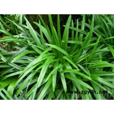 長沙細葉麥冬草-圣茂麥冬草種植基地-細葉麥冬草種植基地