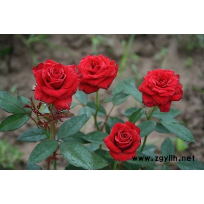 豐花月季樹-豐花月季-山林月季樹狀月季