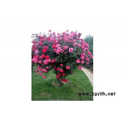 阜陽古狀月季批發(fā)-宿州古狀月季批發(fā)-南陽月季基地(查看)