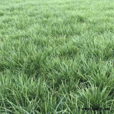 河南矮葉麥冬草批發(fā)基地 綠化矮葉麥冬草基地 李斌麥冬草