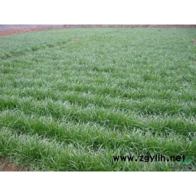 麥冬草批發-圣茂麥冬草種植基地-山東麥冬草