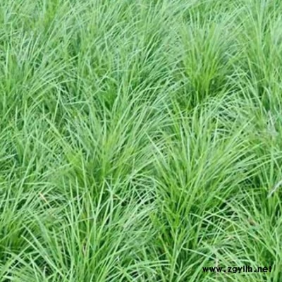 麥冬草銷售 寬葉麥冬草幾斤一包 短葉麥冬草栽植密度