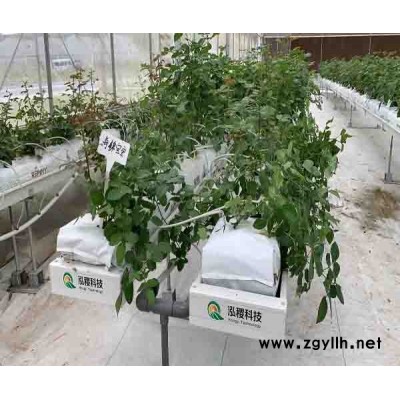 支架式番茄栽培系統多少錢-泓稷科技栽培槽-栽培系統多少錢