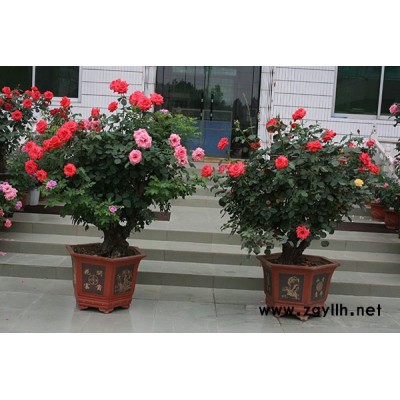 銅陵古樁月季價(jià)格表-地被月季基地-南陽古樁月季價(jià)格表