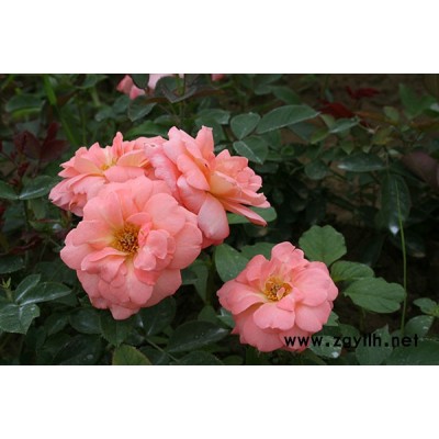 阜陽大花月季價(jià)格表-雞西大花月季價(jià)格表-月季基地供應(yīng)月季樹