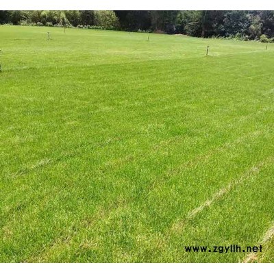 混播草坪批發(fā)基地-安寧銘巖草坪價格-臨滄混播草坪