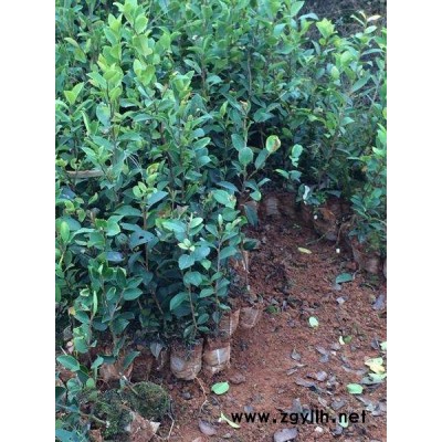 哪里的油茶樹苗比較好-蘇州油茶樹苗-白土鎮高產油茶苗圃