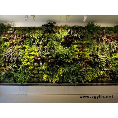 武漢綠植出售-雅淳花卉